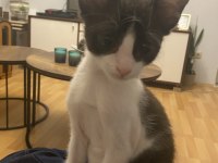 Kedi sevgimiz