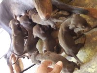 Sahiplendirme doberman