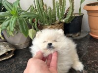 Ayı surat pomeranian yavrumuz
