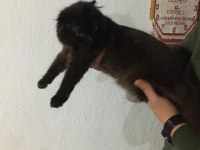 scottish fold siyah 4 aylık