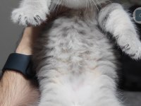 British shorthair kedimiz
