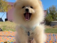 Pomeranian Boo Safkan
