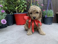 Poodle yavrumuz