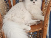 BRİTİSH LONGHAİR KEDİMİZ