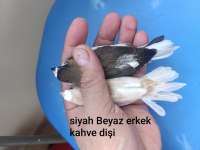 Bengal ispinozu