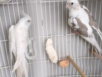 Acil satılık takım sultan papağanı