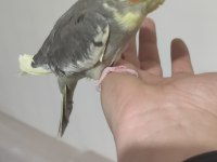 Yeni yeme düşen lutino kırmızı göz sultan papağanı