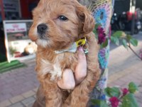 A KALİTE MALTİPOO DİŞİ ERKEK MEVCUT
