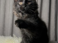 ÖZEL KALİTE MAİNE COON DİŞİ