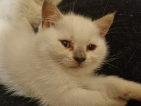 British Blue Point