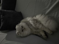 Çok uysal scottish fold
