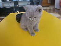 1,5 Aylık safkan British shorthair