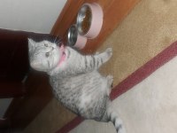 11 aylık dişi british shorthair