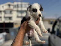 Show kalite border collie rezerveye açık