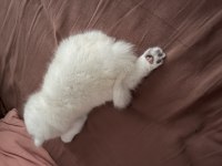 Gerçek beyaz british shorthair