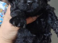 SOLİD BLACK MİNİ POODLE YAVRULAR