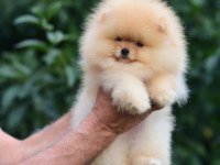 Ayıcık Surat Pomeranian Boo Yavrularımız