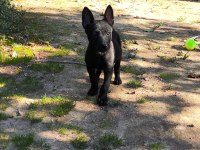 2 aylık saf siyah belçika kurdu (malinois)