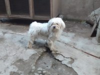 Terrier cinsi dişi köpeğimiz