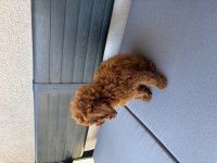 2,5 aylık erkek toy poodle