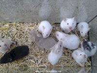 Albino spidi gonzales hamster yavru ve yetişkinler
