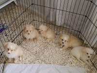 Maltipoo bebişler mavi gözlü