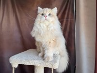 Krem British Longhair Oğluş