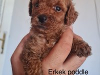 Toy poodle bebekler iki aylık