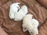 Mersin içi sahiplendirilecek pomeranian