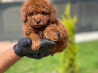 Toy Poodle Bebekler Referans Yavru