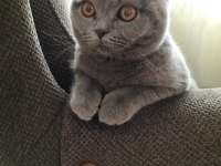 Scottish fold oğlumuz Duman için eş arıyoruz