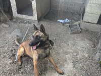 Belçika kurdu köpeğimiz
