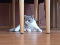 İzmir NADİR RENK british shorthair yavrumuz