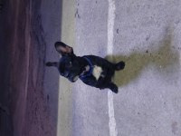 Güzel french bulldog oğlumuzun sahiplendireceğiz