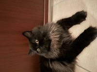7.5 aylık erkek british longhair bombay