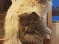 British longhair 9 aylık