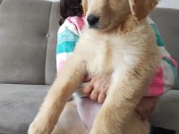 3 aylık bebek suratlı golden retriever