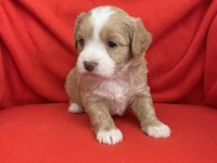 Wc eğitimli aşılı maltipoo bebekler