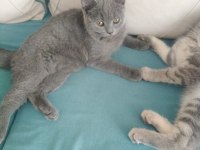 İki kardes dişi erkek