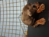 Kızıl Doberman Yavruları
