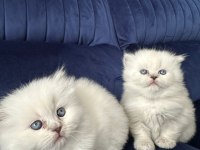Kendi kedimin yavruları