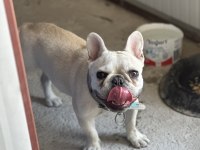 8 Aylık A Kalite French Bulldog