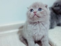 2 erkek kardeş scottish fold