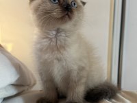 Mükemmel Kaliteli Maviş Gözlü British Shorthair