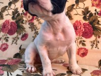 SAFKAN IRK FRENCH BULLDOG ERKEK YAVRULAR