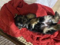 Tuvalet Eğitimli Yorkshire Terrier