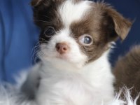 Orijinal Teacup Chihuahua yavrularımız