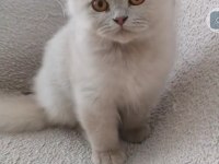 British Longhair Fawn