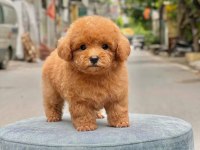 Toy Poodle Kızımız Lori