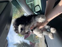 MALTİPOO 3 AYLIK